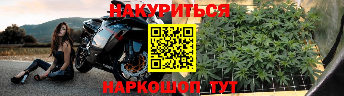 Канабис конопля Ессентуки